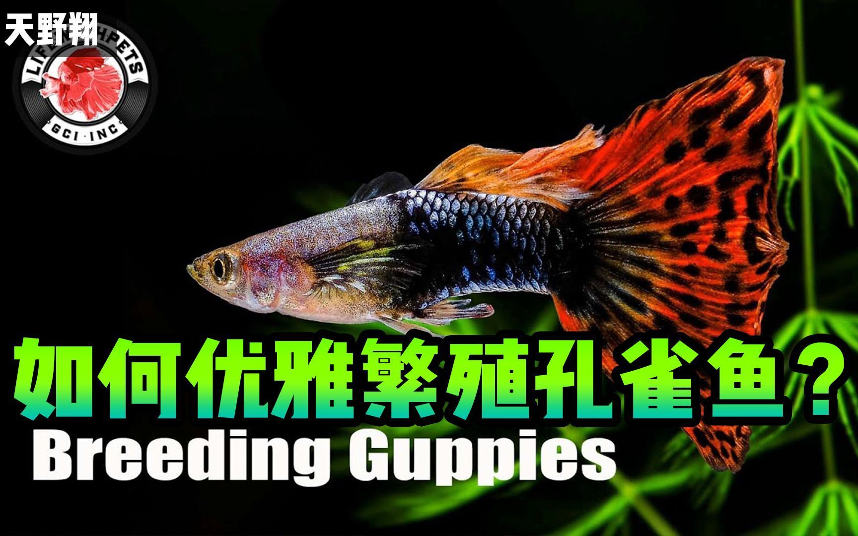 孔雀魚繁殖時需要哪些條件，孔雀魚的繁殖方法 孔雀魚繁殖時需要哪些條件，孔雀魚的繁殖方法 龍魚百科 第2張