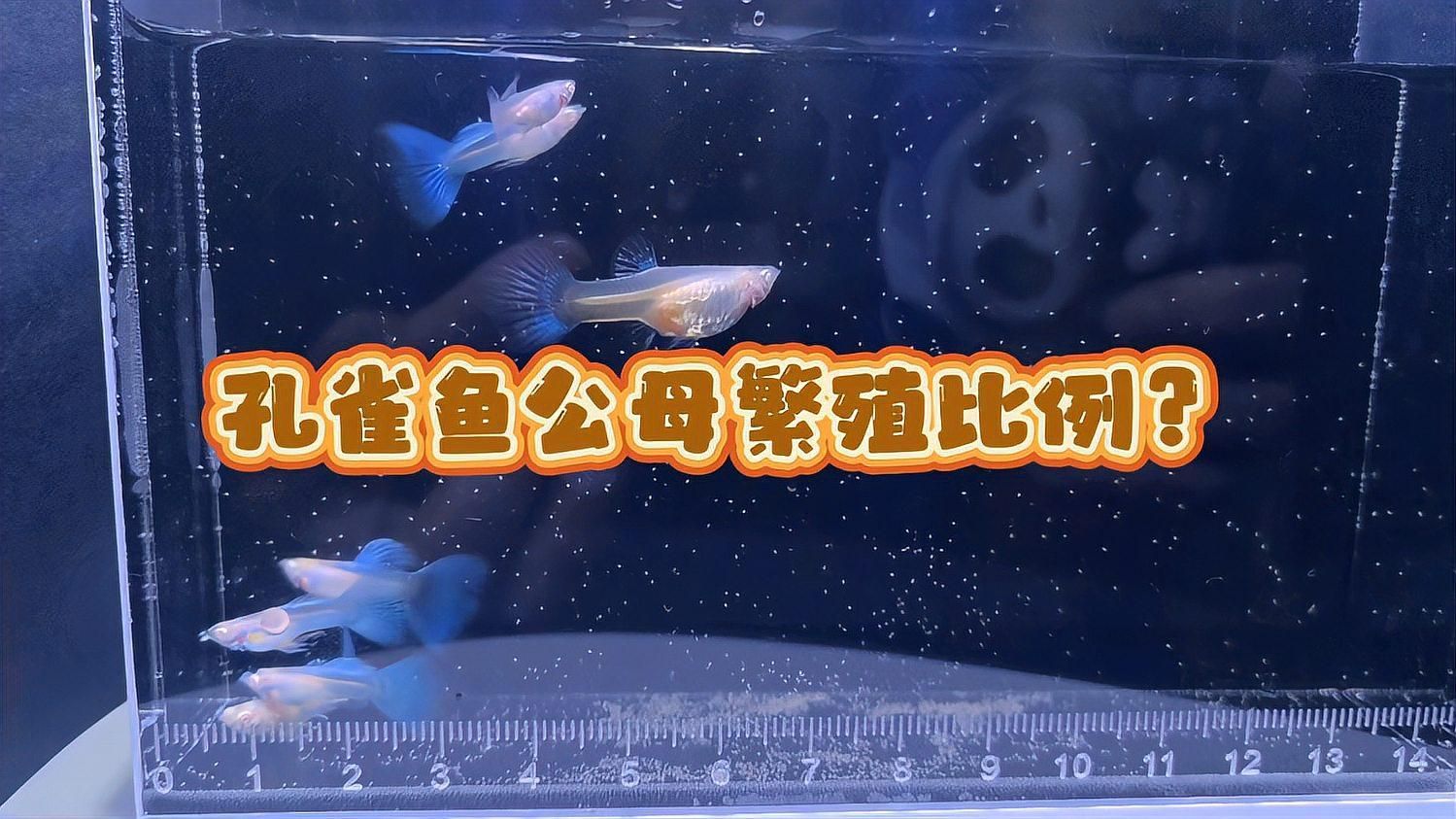 孔雀魚繁殖時需要哪些條件，孔雀魚的繁殖方法 孔雀魚繁殖時需要哪些條件，孔雀魚的繁殖方法 龍魚百科 第1張