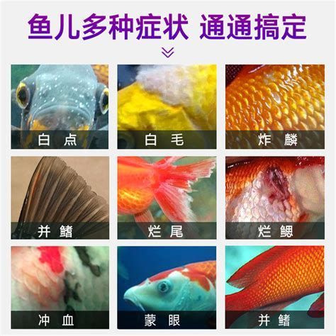 印尼虎魚多少溫度飼養最好:印尼虎魚多少溫度飼養最好印尼虎魚多少溫度飼養最好 爛鰭爛尾用什么藥,爛鰭爛尾用什么藥,爛鰭爛尾怎么治療 龍魚百科 爛鰭爛尾用什么藥,爛鰭爛尾用什么藥,爛鰭爛尾怎么治療 爛鰭爛尾用什么藥,爛鰭爛尾用什么藥,爛鰭爛尾怎么治療 龍魚百科