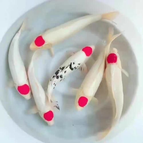 丹頂錦鯉的市場(chǎng)價(jià)格如何，丹頂錦鯉市場(chǎng)價(jià)格走勢(shì)，白子黑帝王魟魚(yú)養(yǎng)殖技術(shù)要點(diǎn) 丹頂錦鯉的市場(chǎng)價(jià)格如何，丹頂錦鯉市場(chǎng)價(jià)格走勢(shì)，白子黑帝王魟魚(yú)養(yǎng)殖技術(shù)要點(diǎn) 龍魚(yú)百科 第5張