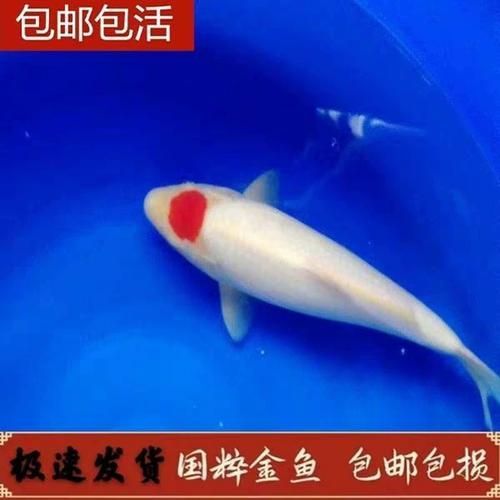 丹頂錦鯉的市場(chǎng)價(jià)格如何，丹頂錦鯉市場(chǎng)價(jià)格走勢(shì)，白子黑帝王魟魚(yú)養(yǎng)殖技術(shù)要點(diǎn) 丹頂錦鯉的市場(chǎng)價(jià)格如何，丹頂錦鯉市場(chǎng)價(jià)格走勢(shì)，白子黑帝王魟魚(yú)養(yǎng)殖技術(shù)要點(diǎn) 龍魚(yú)百科 第3張