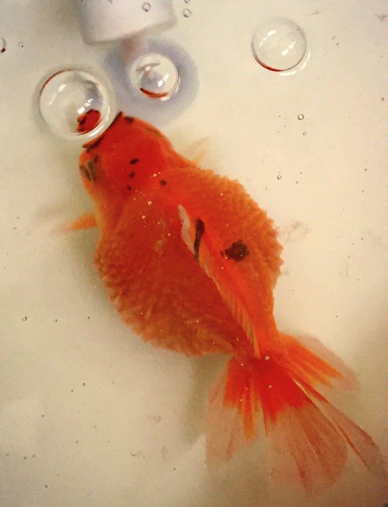 魚炸鱗后如何治療，金魚炸鱗后如何治療魚炸鱗（又稱豎鱗病、松鱗病、松鱗病）