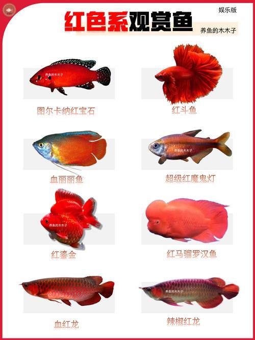 給我一些觀賞魚的圖片，常見觀賞魚飼養(yǎng)指南 給我一些觀賞魚的圖片，常見觀賞魚飼養(yǎng)指南 龍魚百科 第22張