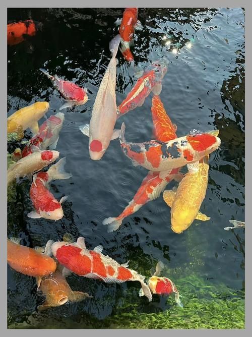 給我一些觀賞魚的圖片，常見觀賞魚飼養(yǎng)指南 給我一些觀賞魚的圖片，常見觀賞魚飼養(yǎng)指南 龍魚百科 第11張