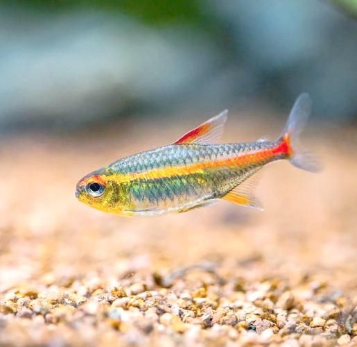 給我一些觀賞魚的圖片，常見觀賞魚飼養(yǎng)指南 給我一些觀賞魚的圖片，常見觀賞魚飼養(yǎng)指南 龍魚百科 第18張