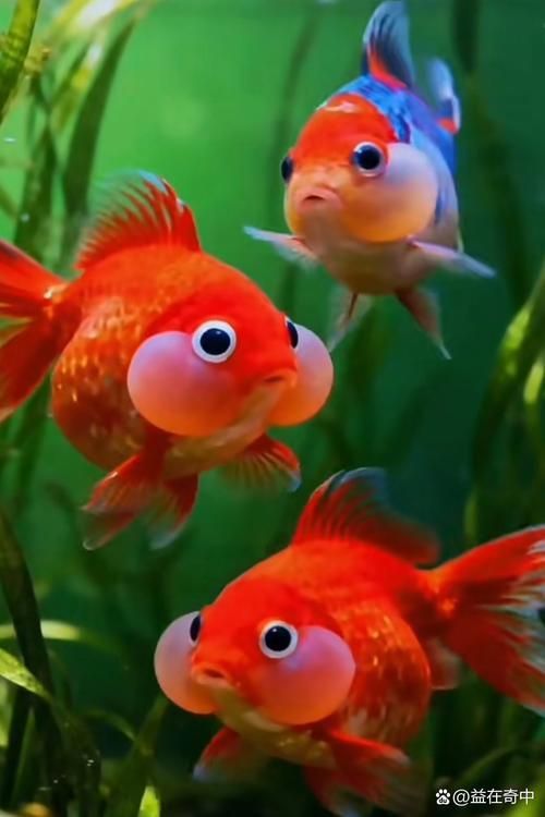 給我一些觀賞魚的圖片，常見觀賞魚飼養(yǎng)指南 給我一些觀賞魚的圖片，常見觀賞魚飼養(yǎng)指南 龍魚百科 第15張