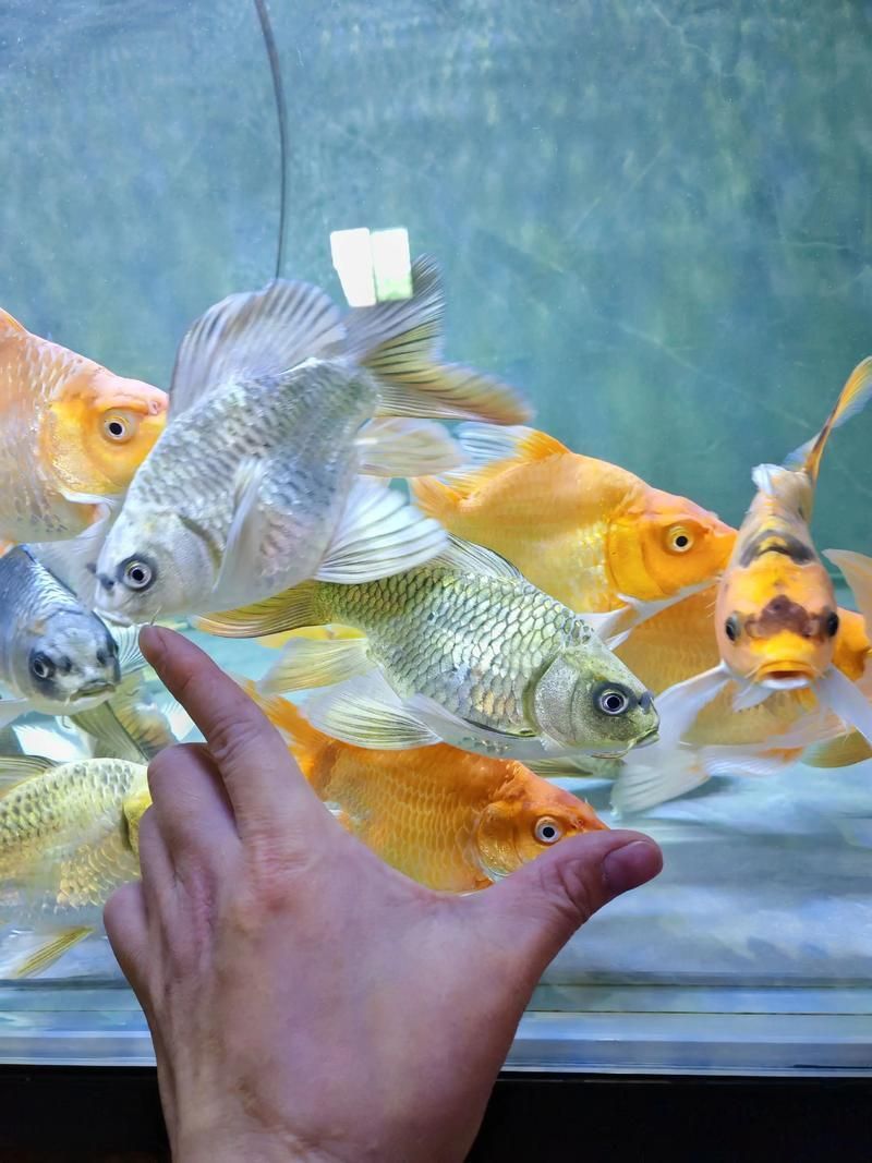 給我一些觀賞魚的圖片，常見觀賞魚飼養(yǎng)指南 給我一些觀賞魚的圖片，常見觀賞魚飼養(yǎng)指南 龍魚百科 第21張