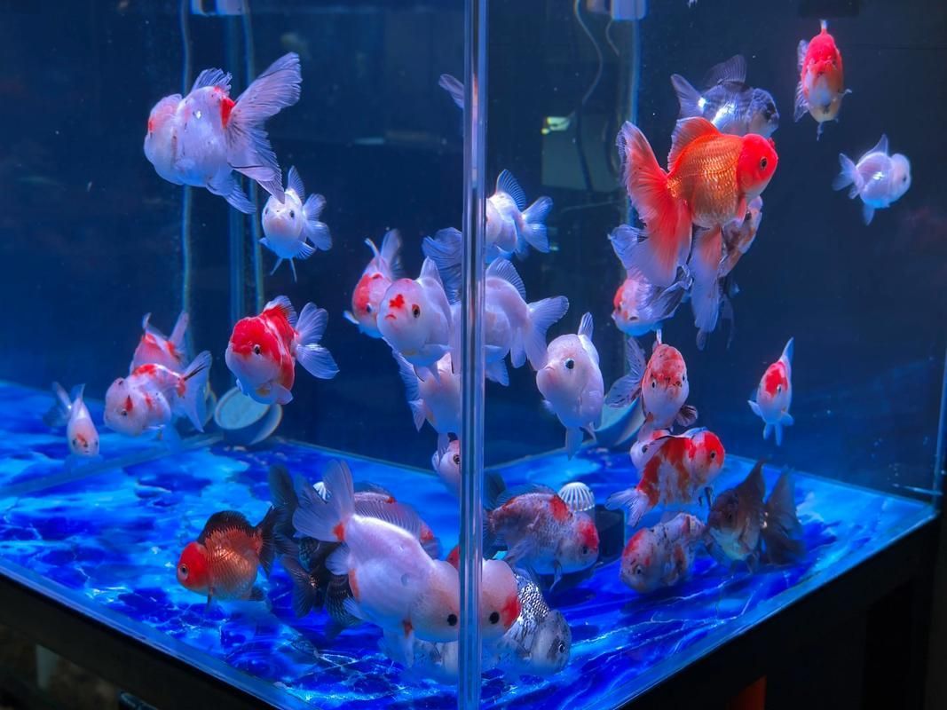 給我一些觀賞魚的圖片，常見觀賞魚飼養(yǎng)指南 給我一些觀賞魚的圖片，常見觀賞魚飼養(yǎng)指南 龍魚百科 第23張