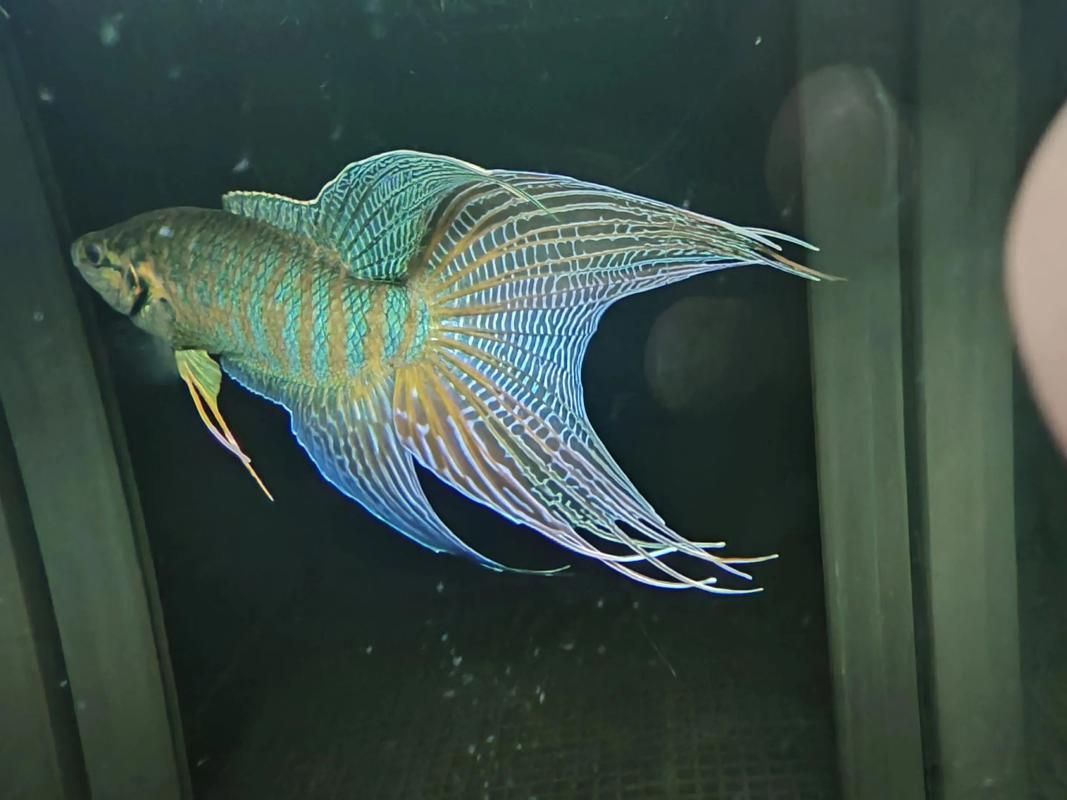 給我一些觀賞魚的圖片，常見觀賞魚飼養(yǎng)指南 給我一些觀賞魚的圖片，常見觀賞魚飼養(yǎng)指南 龍魚百科 第9張