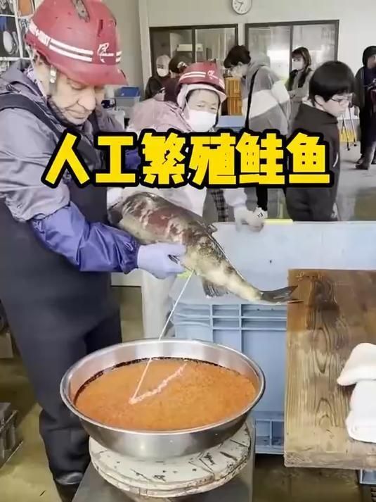 有哪些魚類是體外受精的，體外受精是魚類中最普遍的繁殖方式**