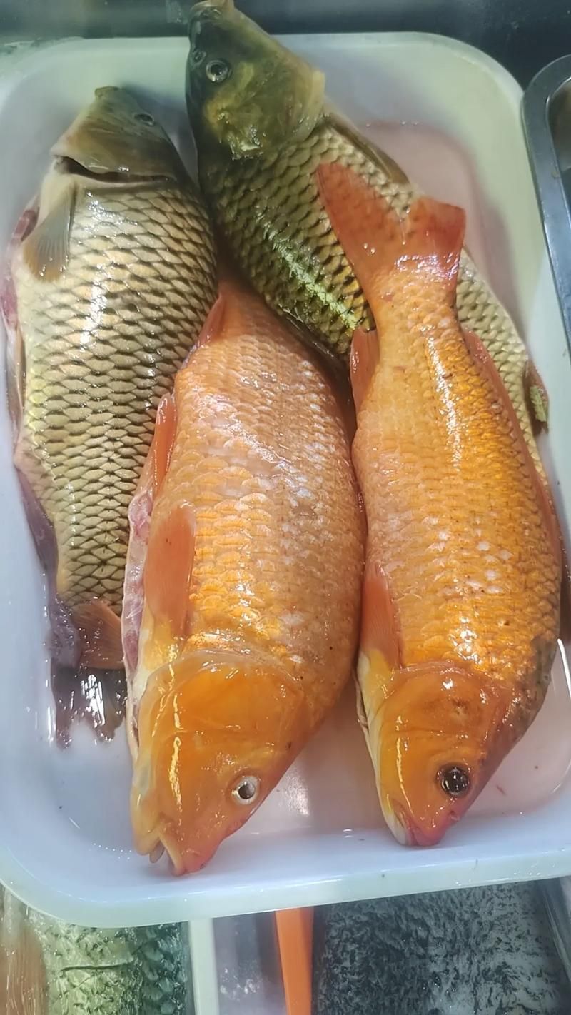 哪里可以購買到正宗的大田龍魚？，吉首市大田龍魚類養殖場已注銷，如何辨別大田龍魚的真偽