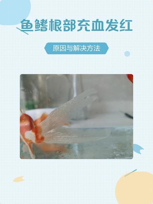能提供更多關于魚鰭根部紅腫充血的圖片嗎，魚鰭根部紅腫充血怎么辦