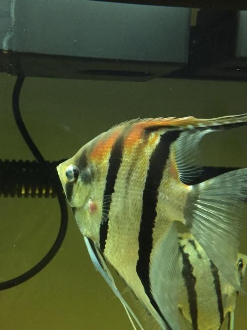 能提供更多關(guān)于魚鰭根部紅腫充血的圖片嗎，魚鰭根部紅腫充血怎么辦
