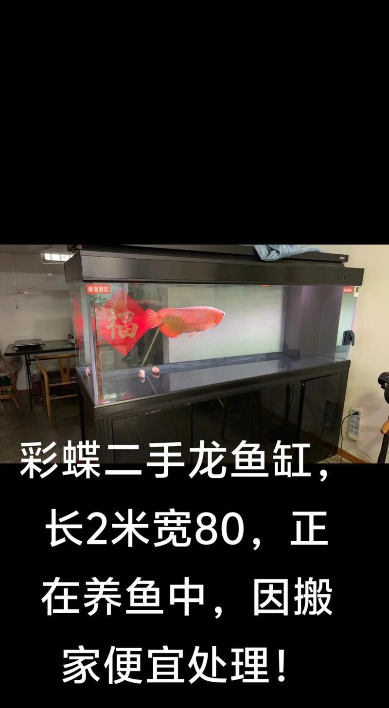 祥龍魚場的龍魚缸有哪些特點？，祥龍魚場的魚缸設計特點