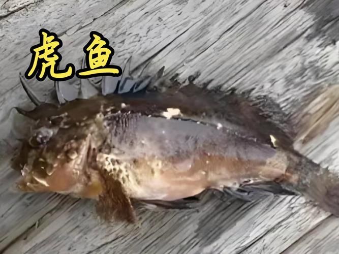 赤焰中國虎魚