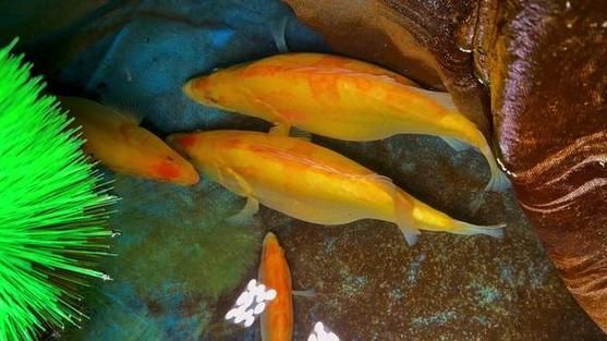 赤焰中國虎魚