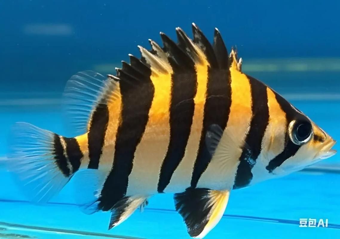 赤焰中國虎魚