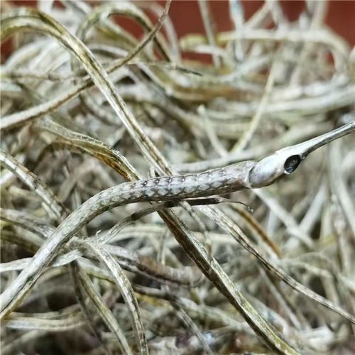 給我推薦一些高質量的海龍魚干品牌，海龍魚干品牌推薦：海龍魚干品牌海龍魚干品牌推薦 給我推薦一些高質量的海龍魚干品牌，海龍魚干品牌推薦：海龍魚干品牌海龍魚干品牌推薦 龍魚百科 第4張
