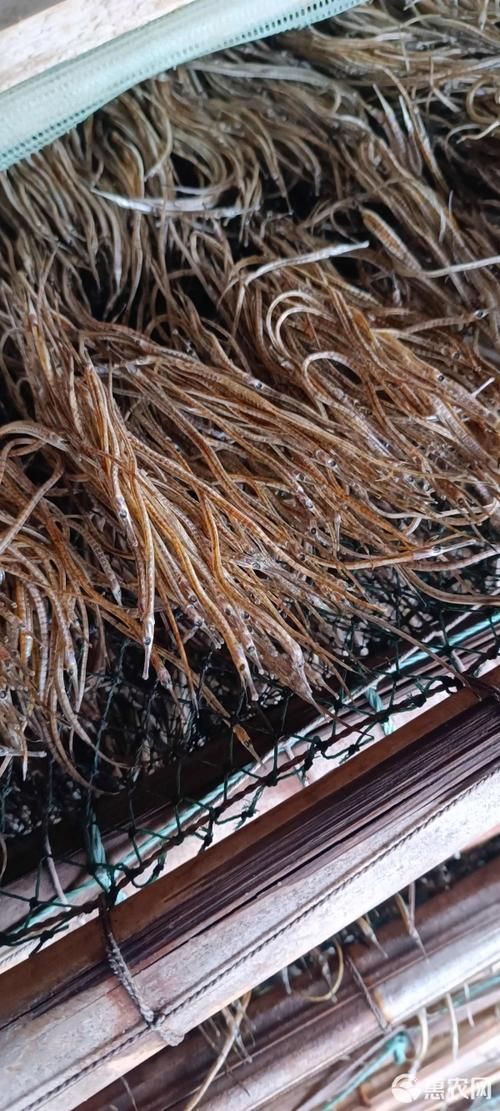 給我推薦一些高質量的海龍魚干品牌，海龍魚干品牌推薦：海龍魚干品牌海龍魚干品牌推薦 給我推薦一些高質量的海龍魚干品牌，海龍魚干品牌推薦：海龍魚干品牌海龍魚干品牌推薦 龍魚百科 第3張