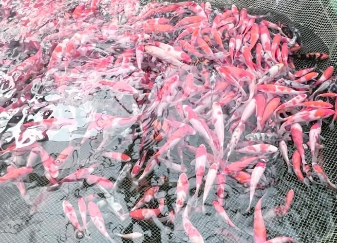 錦鯉趴缸如何急救，關于錦鯉趴缸的急救