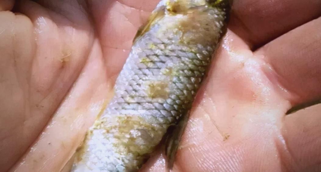 魚缸常見病的治療方法,newillustratedguidetofishdiseases魚缸常見病治療 龍魚百科 第5張 魚缸常見病的治療方法,newillustratedguidetofishdiseases魚缸常見病治療 魚缸常見病的治療方法,newillustratedguidetofishdiseases魚缸常見病治療 龍魚百科 第5張