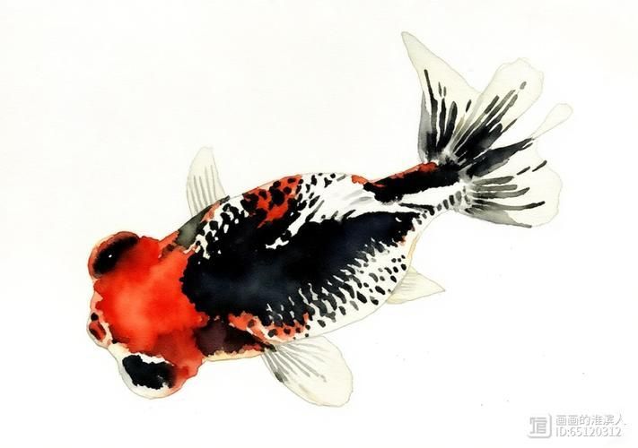 如何科學(xué)飼養(yǎng)龍睛魚(yú)，科學(xué)飼養(yǎng)龍睛魚(yú)