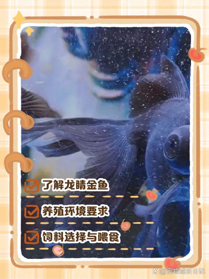 如何科學飼養龍睛魚，科學飼養龍睛魚 如何科學飼養龍睛魚，科學飼養龍睛魚 龍魚百科 第12張