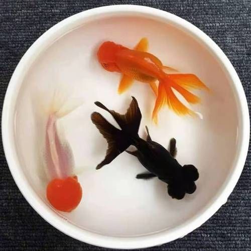 如何科學飼養龍睛魚，科學飼養龍睛魚 如何科學飼養龍睛魚，科學飼養龍睛魚 龍魚百科 第9張