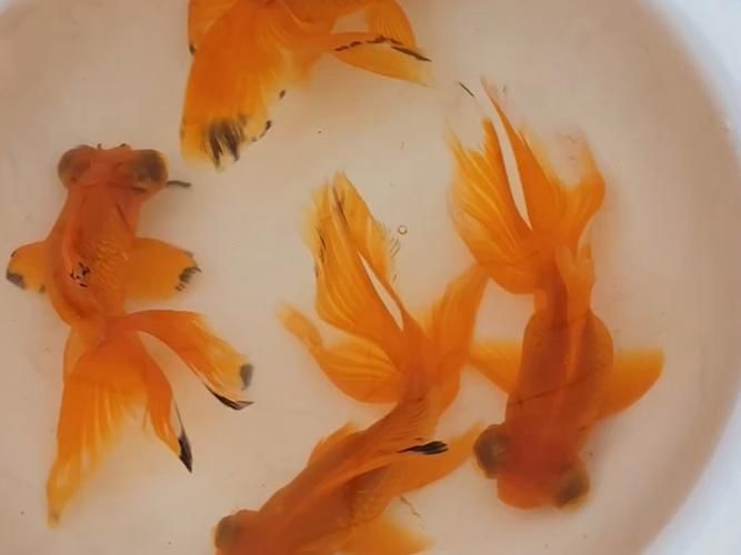 如何科學飼養龍睛魚，科學飼養龍睛魚 如何科學飼養龍睛魚，科學飼養龍睛魚 龍魚百科 第8張