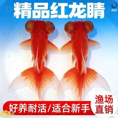 如何科學飼養龍睛魚，科學飼養龍睛魚 如何科學飼養龍睛魚，科學飼養龍睛魚 龍魚百科 第7張