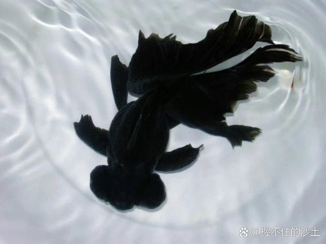 如何科學(xué)飼養(yǎng)龍睛魚(yú)，科學(xué)飼養(yǎng)龍睛魚(yú)