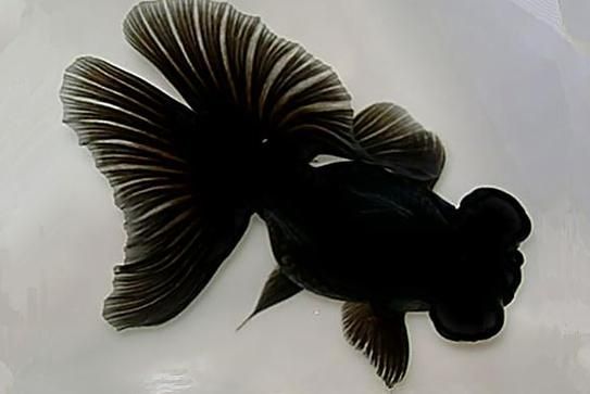 如何科學飼養龍睛魚，科學飼養龍睛魚 如何科學飼養龍睛魚，科學飼養龍睛魚 龍魚百科 第4張