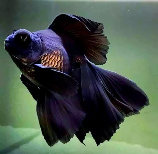 如何科學飼養龍睛魚，科學飼養龍睛魚 如何科學飼養龍睛魚，科學飼養龍睛魚 龍魚百科 第5張