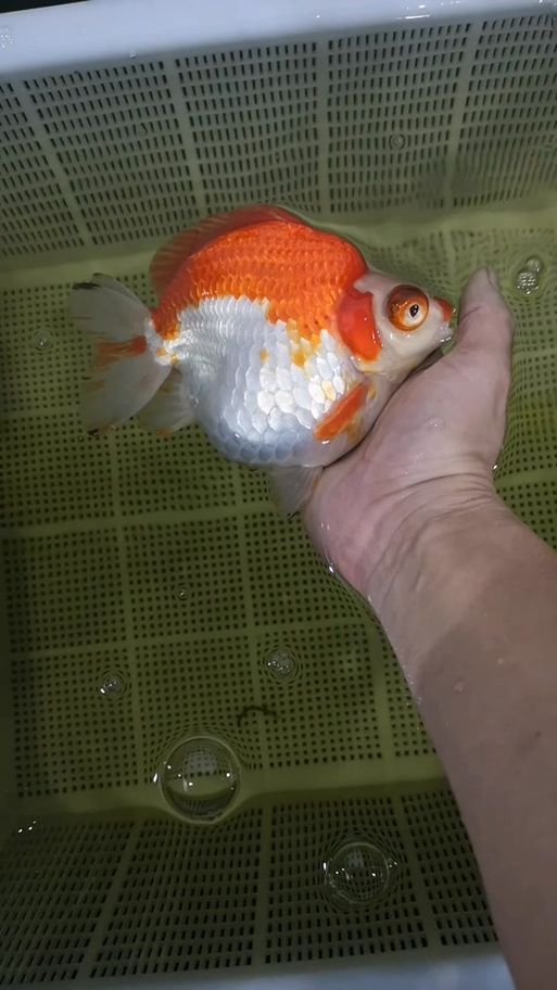 如何科學飼養龍睛魚，科學飼養龍睛魚 如何科學飼養龍睛魚，科學飼養龍睛魚 龍魚百科 第10張
