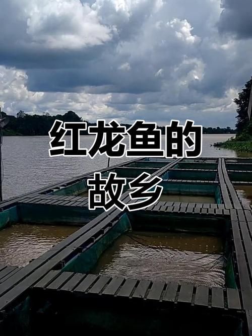 龍魚十大漁場(chǎng)排名榜有哪些來源？，龍魚十大漁場(chǎng)排名