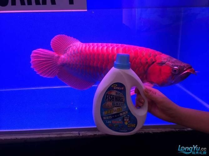龍魚十大漁場排名榜有哪些來源？，龍魚十大漁場排名