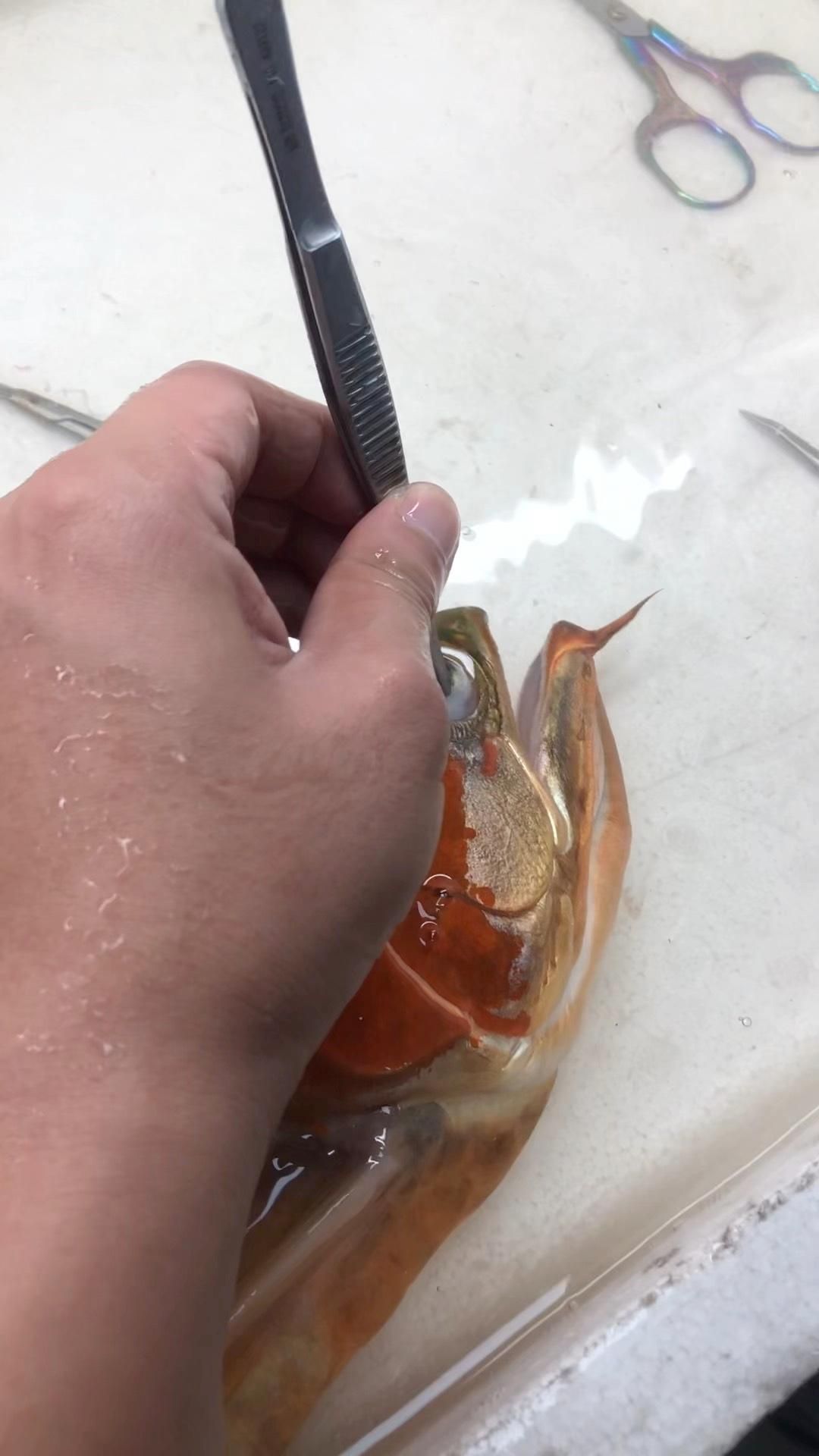 有哪些適合初學者的龍魚飼養(yǎng)視頻？，全網(wǎng)最詳細的養(yǎng)龍魚教程