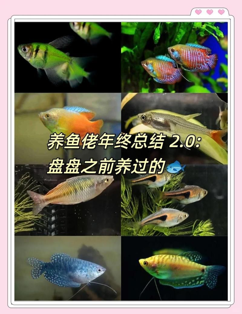 給我推薦一些色彩鮮艷的小型冷水魚 給我推薦一些色彩鮮艷的小型冷水魚 龍魚百科 第1張
