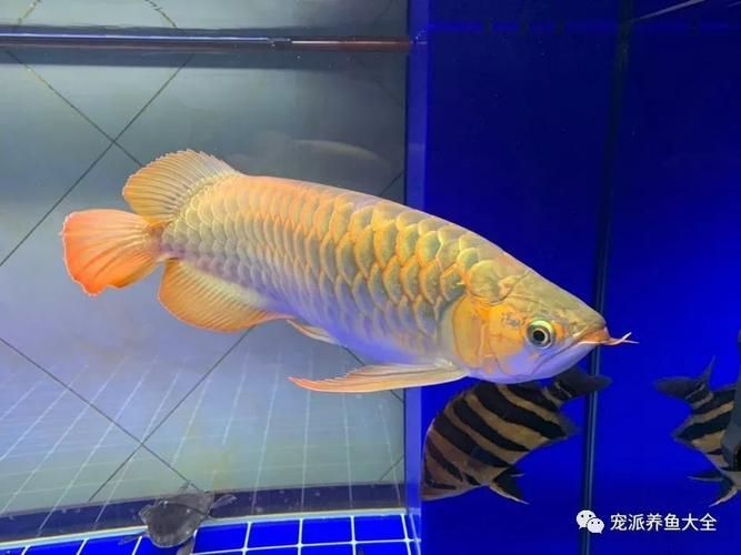 如何辨別真假橙紅龍