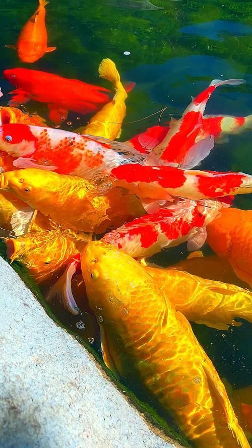 十大招財魚圖片，十大招財魚圖片展示十種具有象征財富和好運的魚類