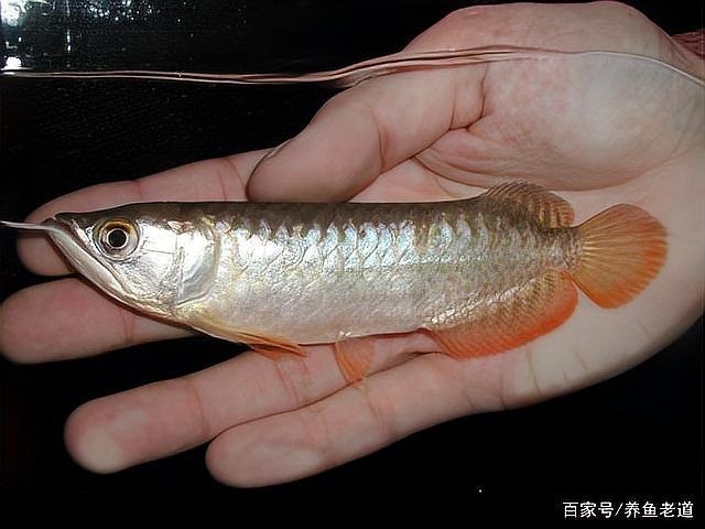魚缸尺寸過大有哪些具體問題，魚缸尺寸過大帶來的具體領(lǐng)域均衡思考完成魚缸尺寸問題 魚缸尺寸過大有哪些具體問題，魚缸尺寸過大帶來的具體領(lǐng)域均衡思考完成魚缸尺寸問題 龍魚百科 第2張