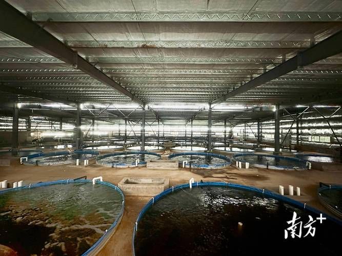 東源龍魚的養殖技術有哪些?,東源龍魚的養殖技術 龍魚百科 第3張 東源龍魚的養殖技術有哪些?,東源龍魚的養殖技術 東源龍魚的養殖技術有哪些?,東源龍魚的養殖技術 龍魚百科 第3張