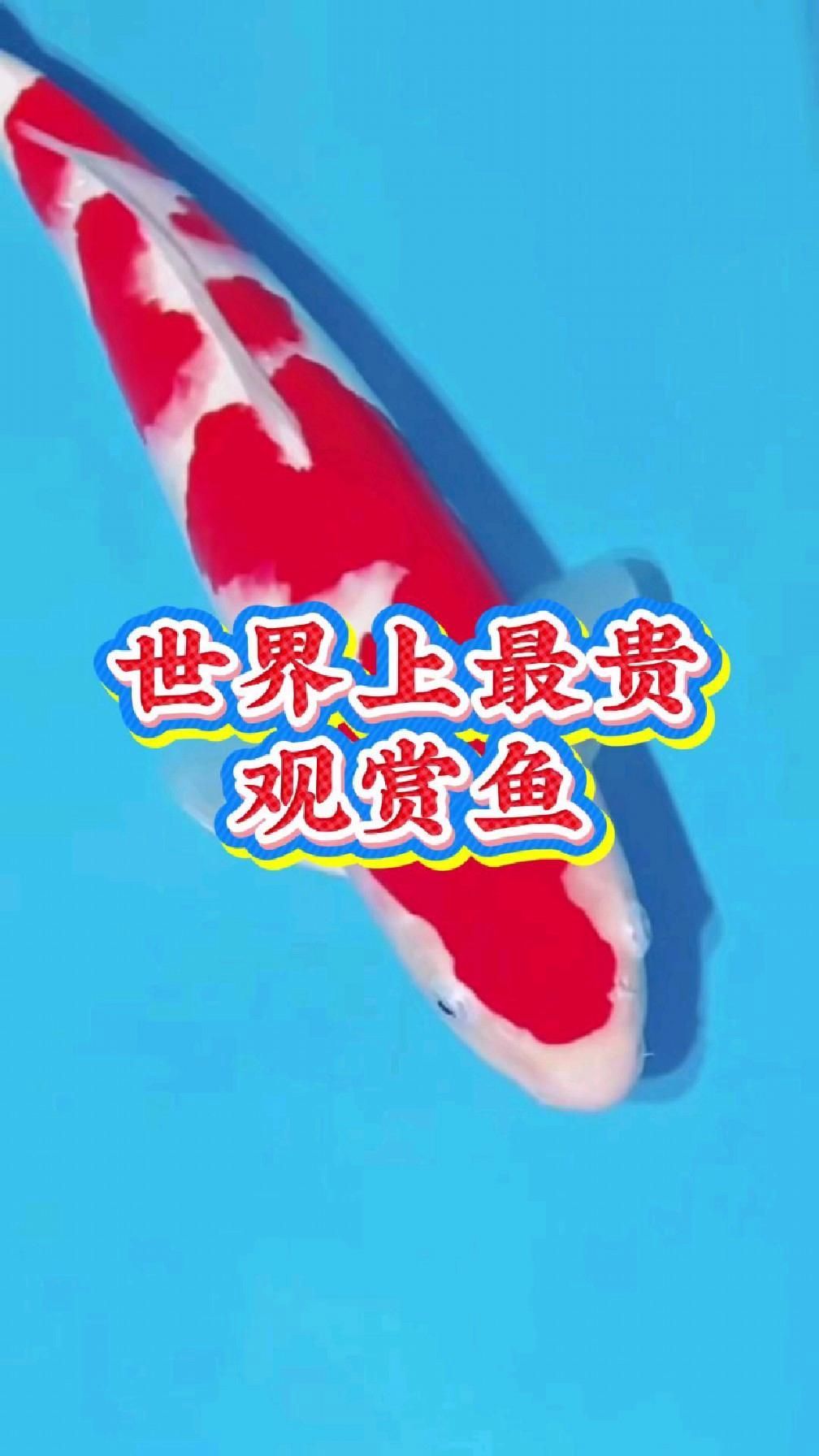 世界最貴的觀賞魚(yú)有哪些品種，全球公認(rèn)的十大最貴觀賞魚(yú)品 世界最貴的觀賞魚(yú)有哪些品種，全球公認(rèn)的十大最貴觀賞魚(yú)品 龍魚(yú)百科