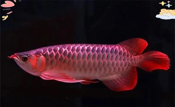 再給我幾張龍魚炸鱗的圖片示例，如何預防龍魚炸鱗 再給我幾張龍魚炸鱗的圖片示例，如何預防龍魚炸鱗 龍魚百科 第20張