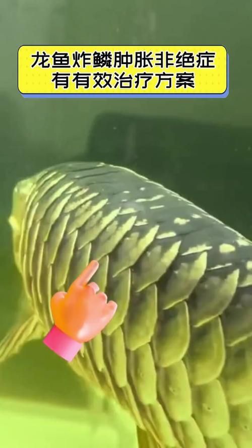 再給我幾張龍魚炸鱗的圖片示例，如何預防龍魚炸鱗 再給我幾張龍魚炸鱗的圖片示例，如何預防龍魚炸鱗 龍魚百科 第13張