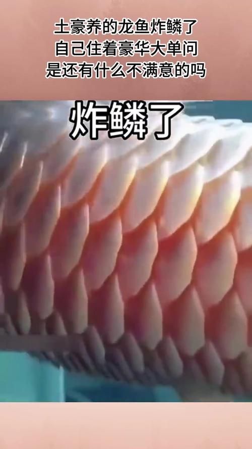 再給我?guī)讖堼堲~炸鱗的圖片示例，如何預(yù)防龍魚炸鱗