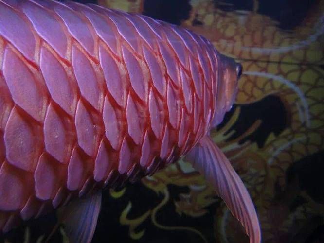 再給我幾張龍魚炸鱗的圖片示例，如何預防龍魚炸鱗 再給我幾張龍魚炸鱗的圖片示例，如何預防龍魚炸鱗 龍魚百科 第14張