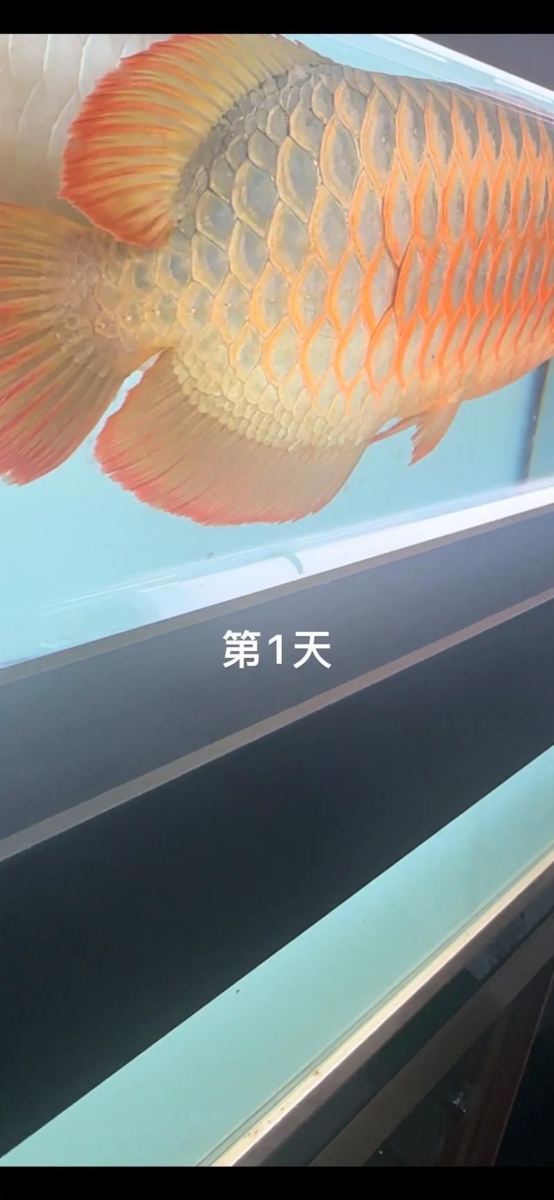再給我?guī)讖堼堲~炸鱗的圖片示例，如何預(yù)防龍魚炸鱗