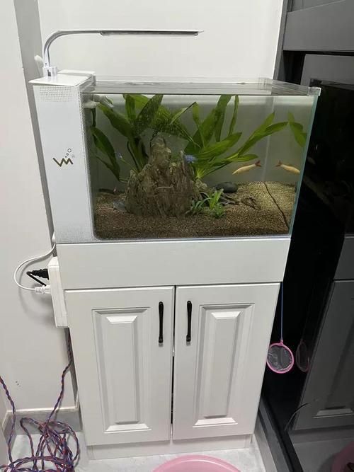 如何為新手選擇適合的魚缸,新手養魚不知道魚缸怎么選 龍魚百科 第3張 如何為新手選擇適合的魚缸,新手養魚不知道魚缸怎么選 如何為新手選擇適合的魚缸,新手養魚不知道魚缸怎么選 龍魚百科 第3張