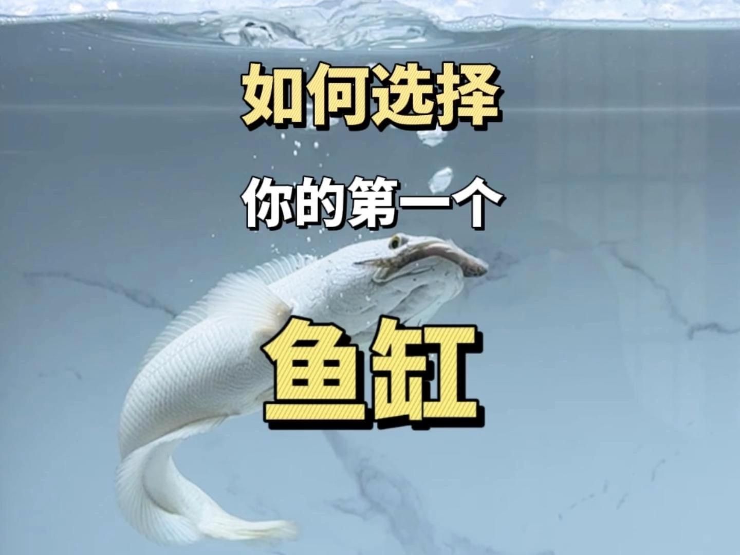 如何為新手選擇適合的魚缸，新手養魚不知道魚缸怎么選 如何為新手選擇適合的魚缸，新手養魚不知道魚缸怎么選 龍魚百科 第8張